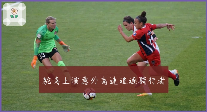 鸵鸟上演意外高速追逐骑行者